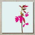 Red Campion Card (flowers)
