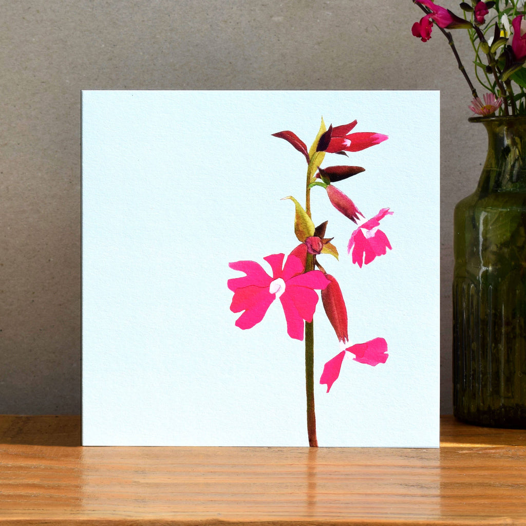 Red Campion Card (flowers)